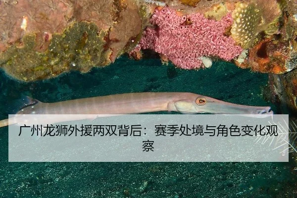 广州龙狮外援两双背后：赛季处境与角色变化观察